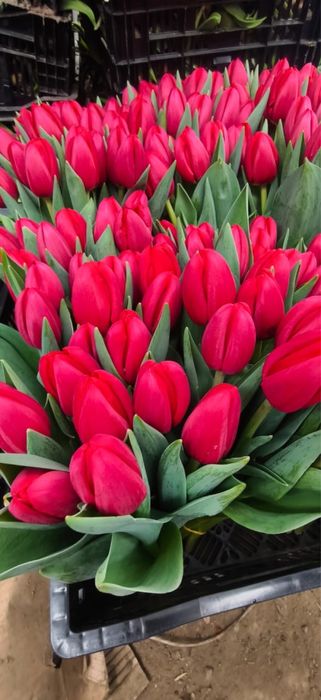 Тюльпаны к 8 марта Алматы