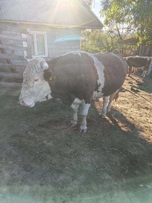 Vând Taur bălțată românească