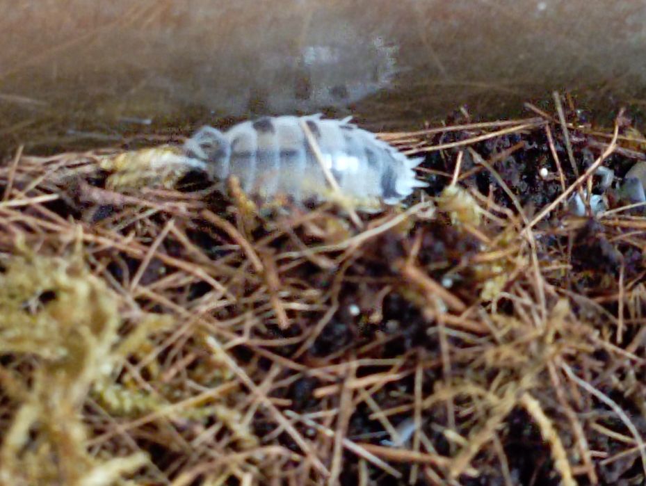 Мокрицы Dairy Cow