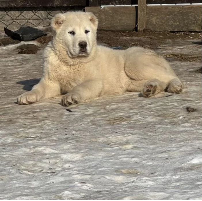 Алабай 3 айлык а