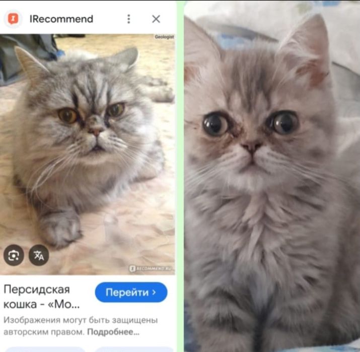 Продам котика породистого