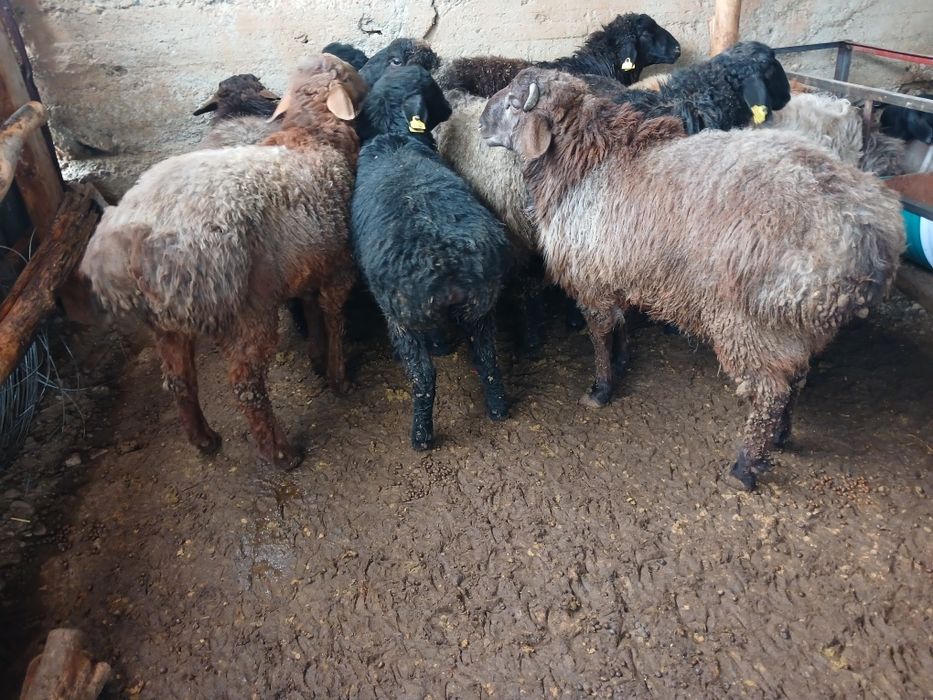 ТоқтыҚошқарларрр