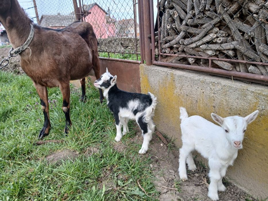Vând capră la  a treia fătare o fătat 3 iezi foarte bună de lapte