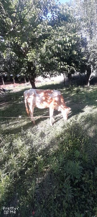 Gunojin sotladi soglom yuvosh