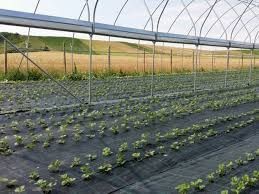 Agrotextil mulcire CAPSUNI/AFIN 2x100ml,Tratat UV,REZISTENT,100gr/m
