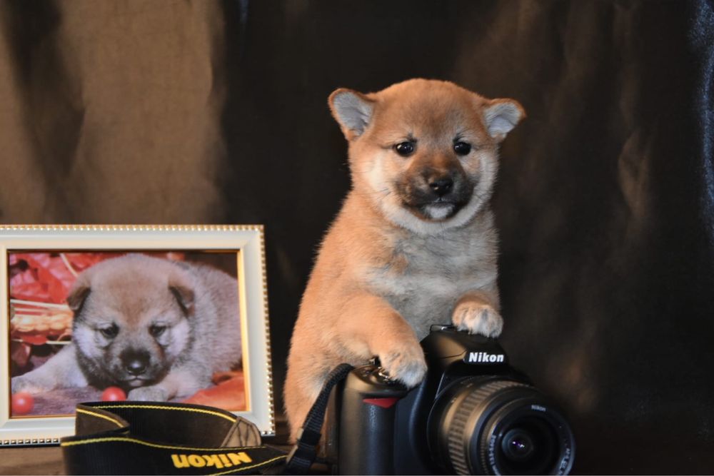 Щенки сиба ину