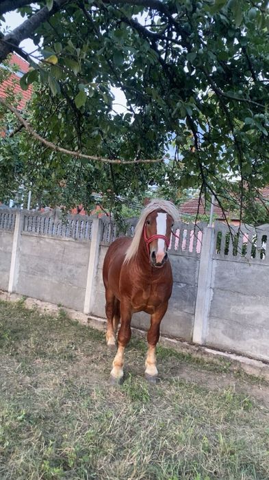 De vanzare manz de 2 ani !