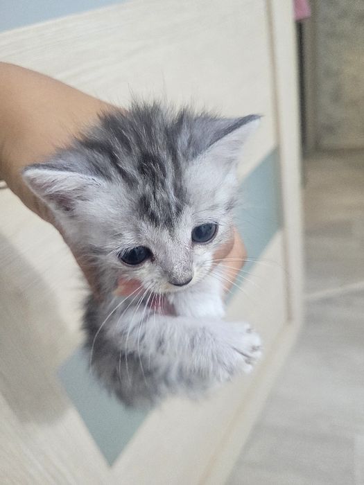 Отдаём котят в добрые руки