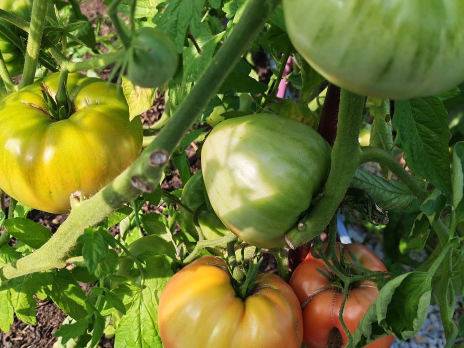 Продам красивую дачу