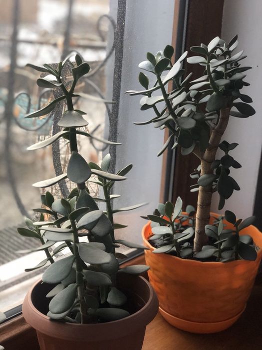 Продам ростки денежного дерева