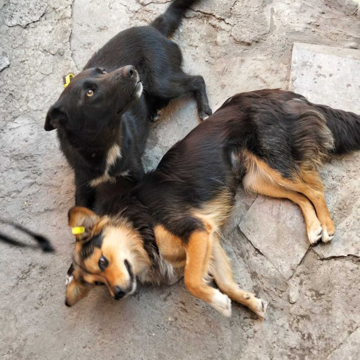 Может это Ваша Каштанка