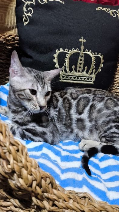 Бенгальский  СЕРЕБРЯНЫЙ мальчик