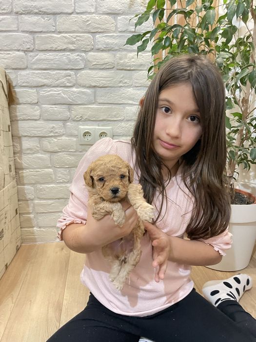 Уникални Мини Пудел