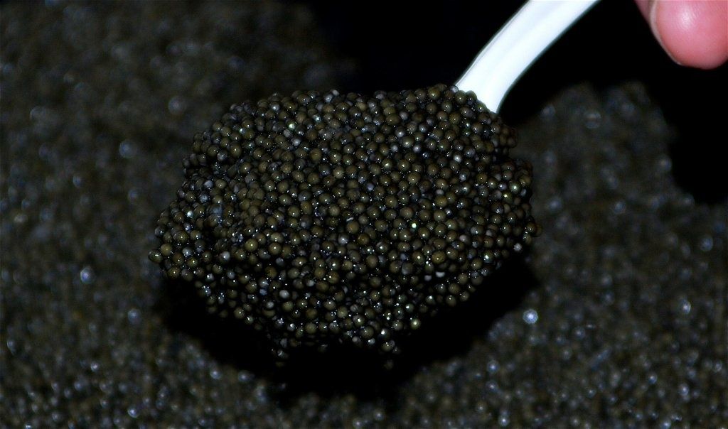 Как выглядит черная икра натуральная браконьерская