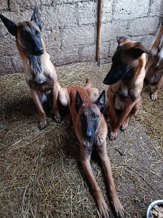 Продам щенков малинуа