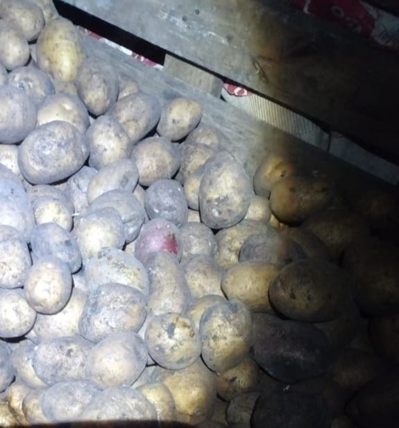 Картошка сорт Галла