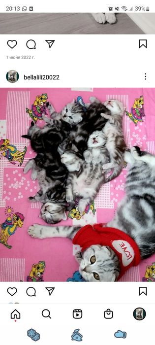 Шотландские вислоухие