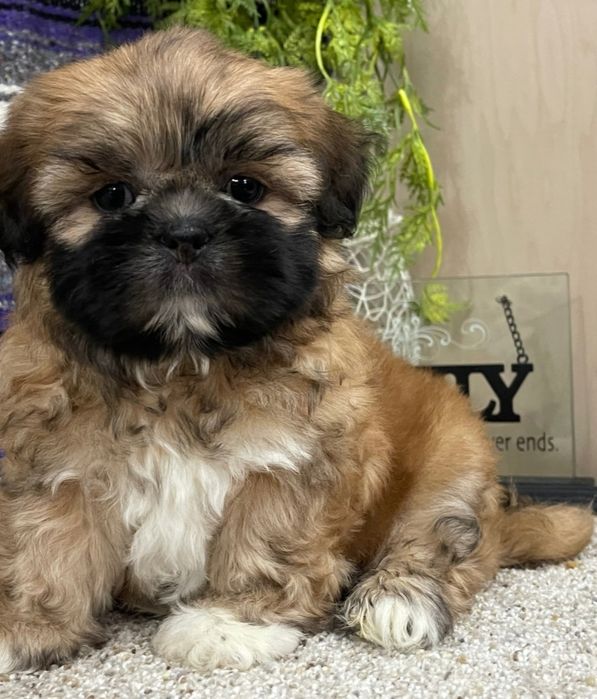 Bichoni  havanez băiețel