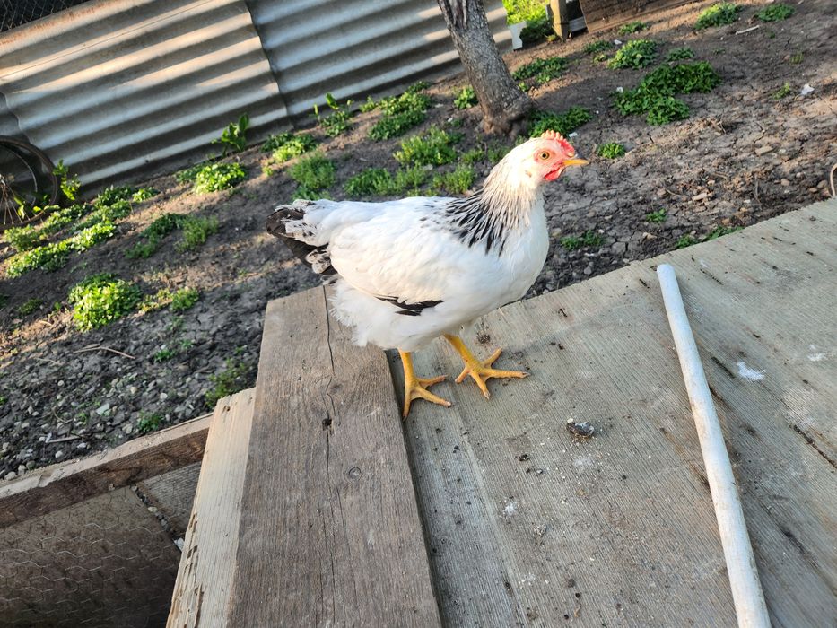 Pui Australorp dar și alte rase de ouă de 2-3 zile sauai mari