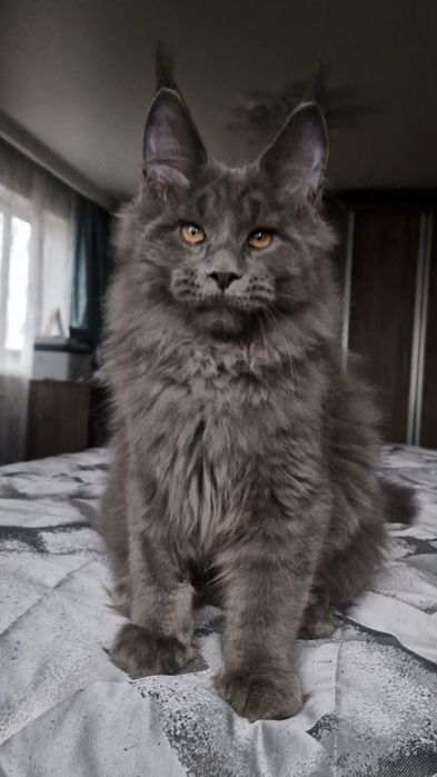 Мейн-кун котёнок