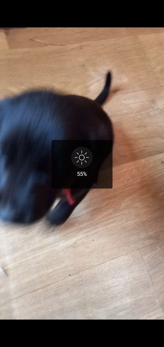 Отдам щенков за продукты питания .