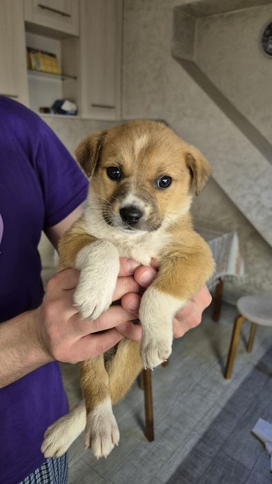 Щенок в добрые руки