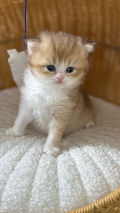 British longhair Bicolor  Baietel