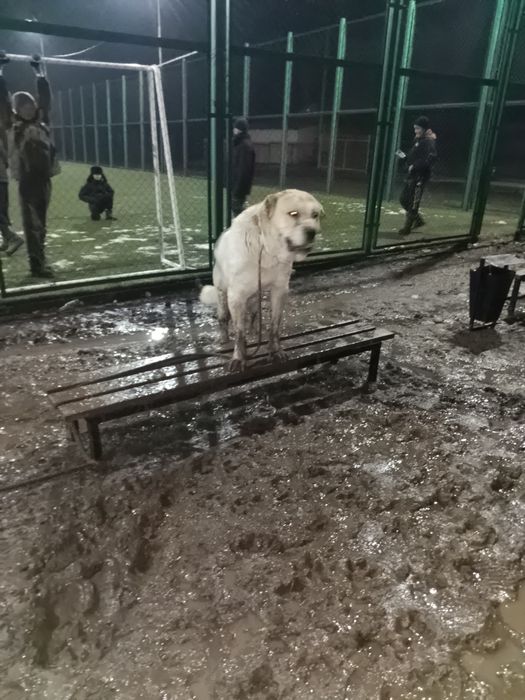 Алабаи ит сатылады