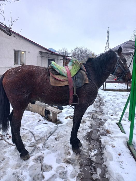 Продам жеребца крупный.