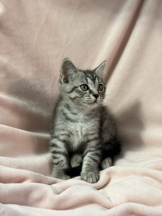 котята 3 месяца