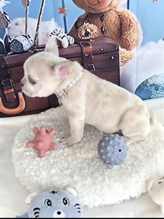 Френски булдог крем платина женско