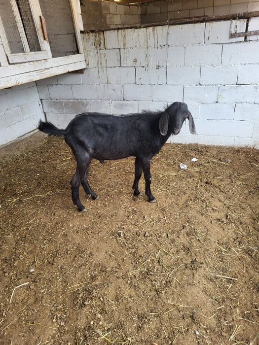 Сатамын теке 55000