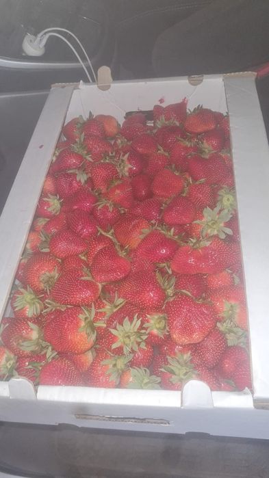 Клубника Оптом.  Клубника.  Құлпынай.