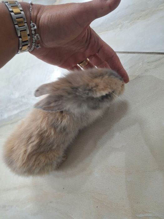 Iepuraș și cușcă