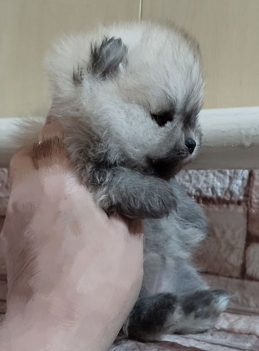 Девочка крошка с ладошку