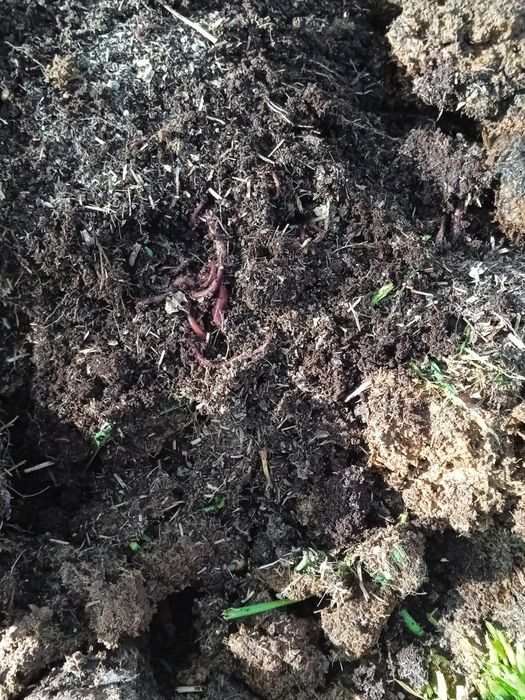 Biogumus-organik chiqindilar va Kaliforniya qizil chuvalchangi sotamiz