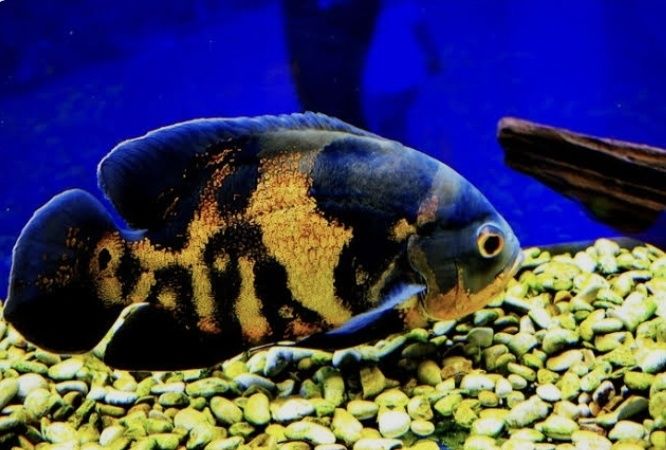 Рыбки Астранатусы