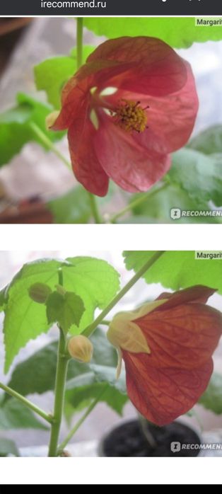 Зефирантес(подснежник), абутилон