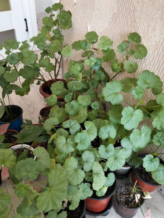 Продаются комнатные цветы от 2000 тенге