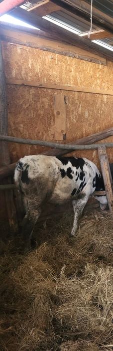 Vând vițea 5 luni.