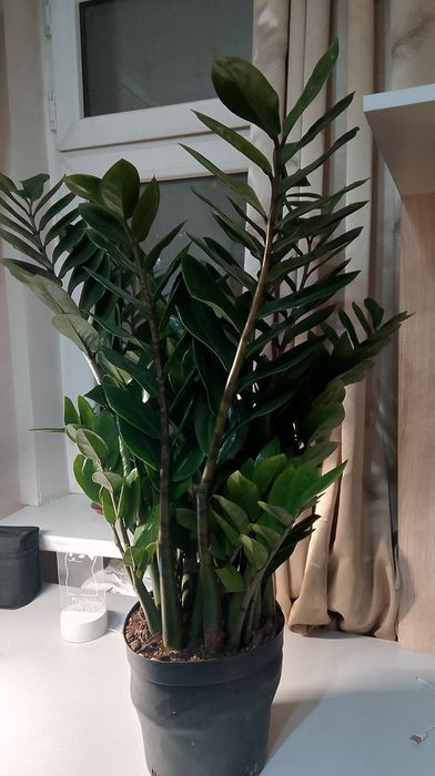 Замиокулькус комнатные растения