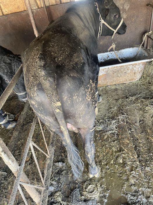 Продаю быков на мясо ,