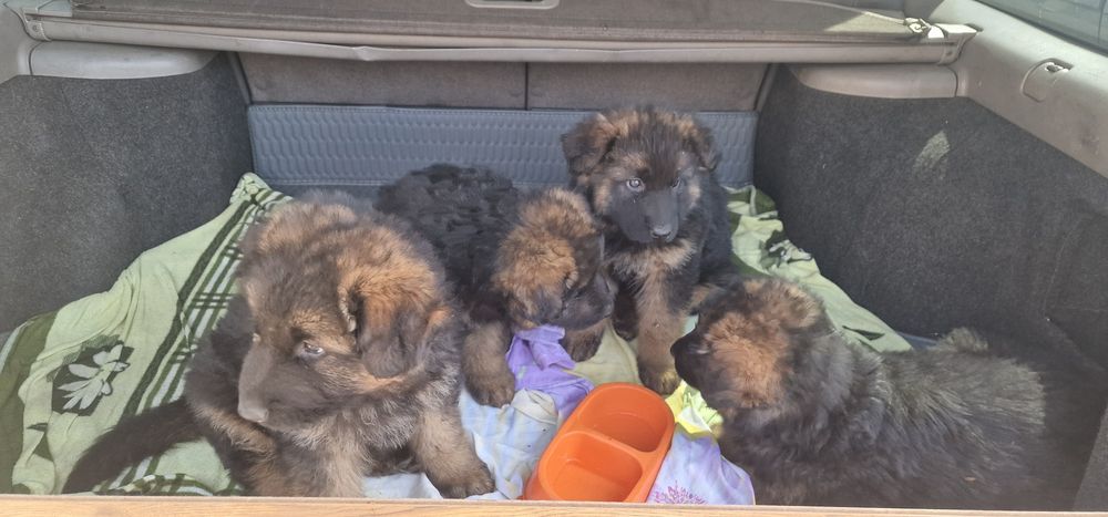 Щенки немецкая овчарка