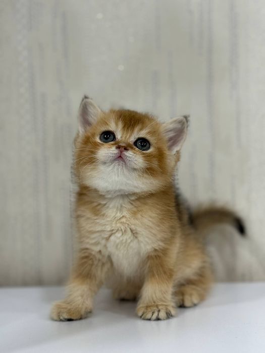 Shinshilla scottish har xilidan bor