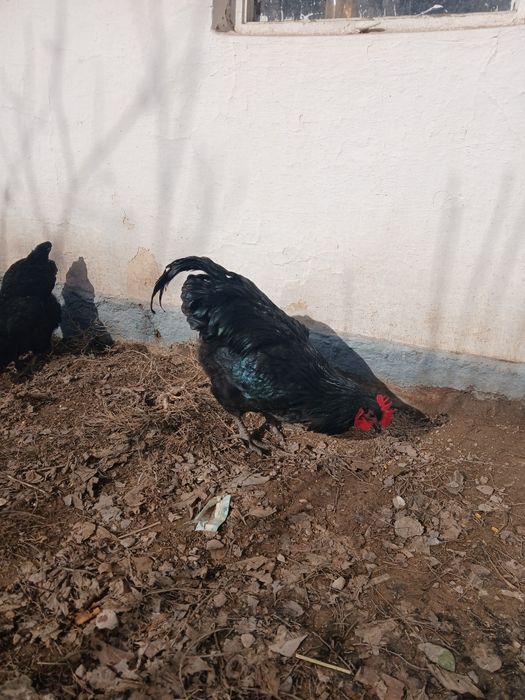 Кара тауыктар гиганть