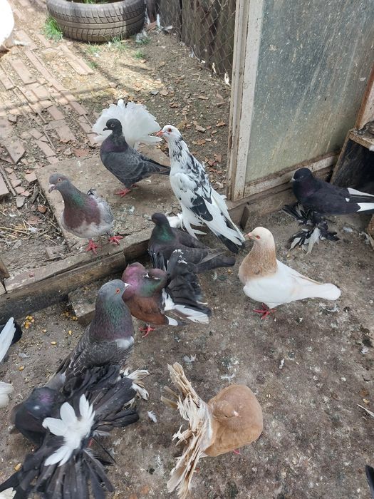 Vind porumbei tineret și maturi