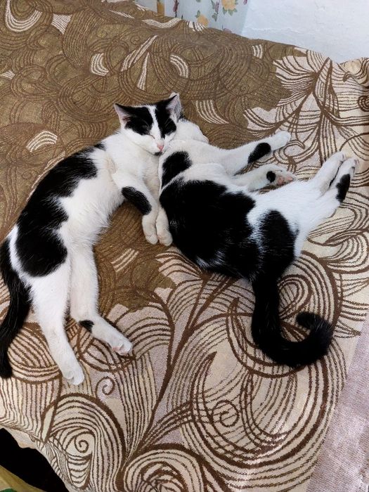 Отдам кошек 3 месячных