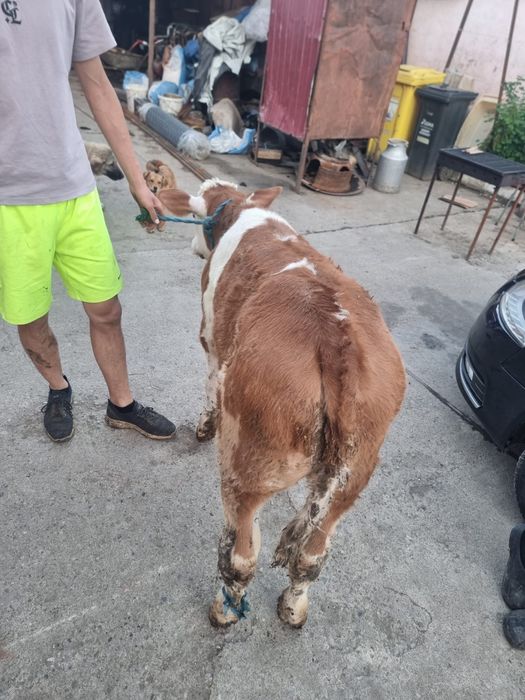 Vand tauras de 2 luni