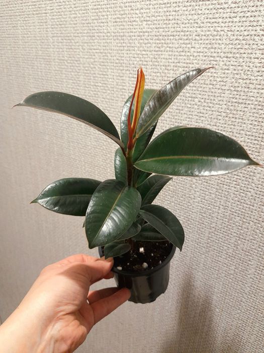 Продам Фикус Мелани