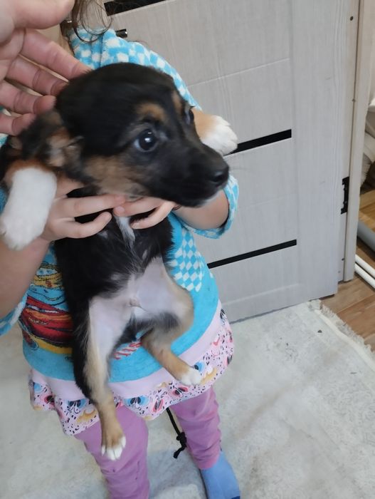 Отдам щенков все мальчики